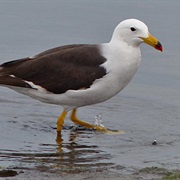 Belcher's Gull