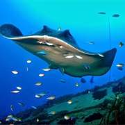 SS Yongala, Magnetic Island, Australia