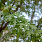 Silver Maple (Acer Saccharinum)