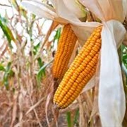 Corn