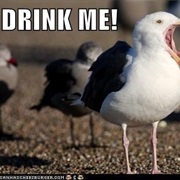 Seagull Wine