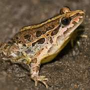 Iberian Painted Frog