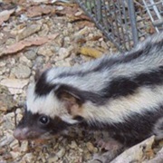 Pygmy Spotted Skunk