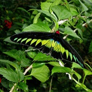 Rajah Brooke's Birdwing Butterfly