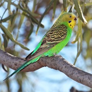 Budgerigar