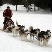 Dogsled