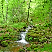 Selva De Irati, Navarra