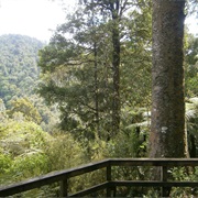 MANGAOKEWA RESERVE TRACK