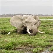Amboseli National Park