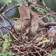 Rufous-Fronted Thornbird (Phacellodomus Rufifrons)