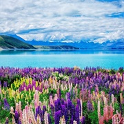 Lake Tekapo, New Zealand