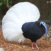 Bulwer's Pheasant