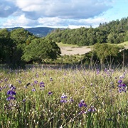 Annadel State Park, California