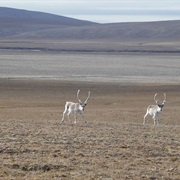 Qausuittuq National Park