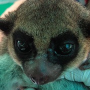 Sibree's Dwarf Lemur