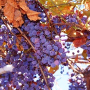 Fox Grape (Vitis Labrusca)