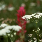 Yampah (Perideridia)