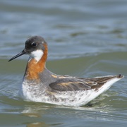Red-Necked Phalarope