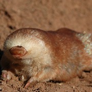 Juliana's Golden Mole