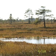 Sookuninga NR / Ziemelu Purvi Estonia / Latvia