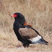 Bateleur