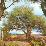 Ibopé / Algarrobo Blanco (Prosopis Alba)