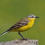 Western Yellow Wagtail