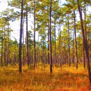 Roy E. Larsen Sandyland Sanctuary, Texas