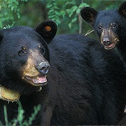 Holt Collier National Wildlife Refuge