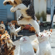 Open a Non-Profit Cat Sanctuary