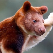 Goodfellow's Tree-Kangaroo