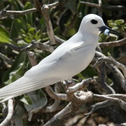 White Tern