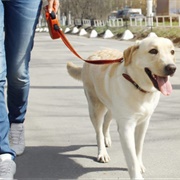 Walk Someone Else's Dog