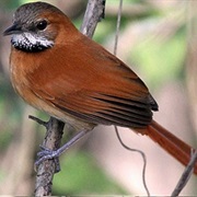 Hoary-Throated Spinetail