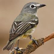 Cassin's Vireo