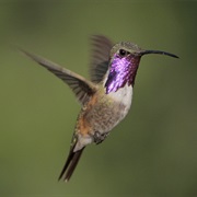 Lucifer Hummingbird