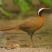 Rail-Babbler