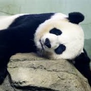 Giant Pandas at National Zoo