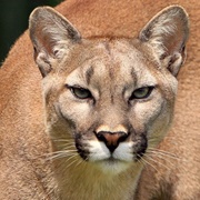 Cougar (AKA Catamount,Mountain Lion, Panther, Puma)