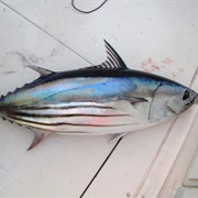 Skipjack Tuna