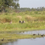 Lake Woodruff National Wildlife Refuge
