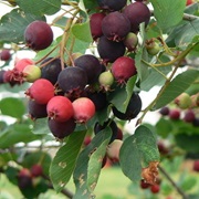 Downy Serviceberry (Amelanchier Arborea)