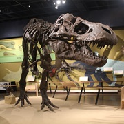 Cleveland Museum of Natural History