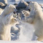 Polar Bears in Churchill, Manitoba