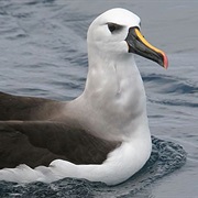 Yellow-Nosed Albatross