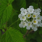 Lippia Graveolens