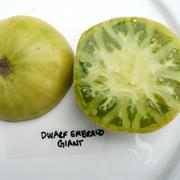 Dwarf Emerald Giant
