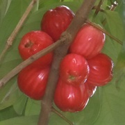Malay Rose Apple (Syzygium Malaccense)