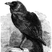 Moses the Raven