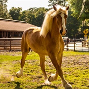 Horses- Disney Animals